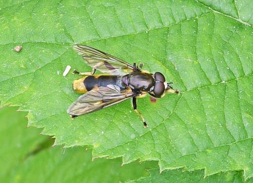 Réf. 355 200 : Xylota sylvarum